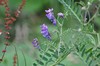 [tufftedvetch4]