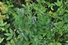 [tufftedvetch5]