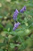 [tuftedvetch2]