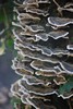 [turkeytail1]