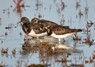 [turnstone3]