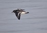 [turnstone4]