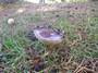 [unknownmushroom13]