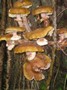 [unknownmushroom17]