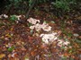 [unknownmushroom20]