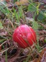 [unknownmushroom22]
