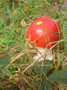 [unknownmushroom23]