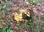 [unknownmushroom26]