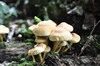 [unknownmushroom33]