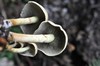 [unknownmushroom34]