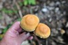 [unknownmushroom36]