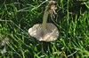 [unknownmushroom39]