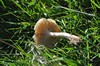 [unknownmushroom41]