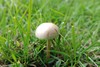 [unknownmushroom7]