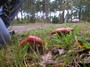 [unknownmushroom9]