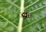 [unknownshieldbug1]