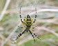 [waspider2]