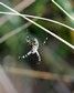 [waspspider5]