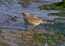 [waterpipit6]