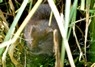 [watervole1]