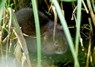 [watervole3]