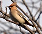 [waxwing10]