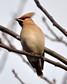 [waxwing11]