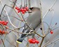 [waxwing12]