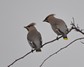 [waxwing13]