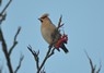 [waxwing2]