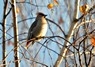 [waxwing3]