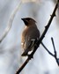 [waxwing6]