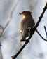 [waxwing7]