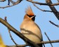 [waxwing8]