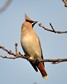 [waxwing9]