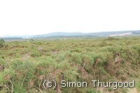 [Overlooking the common]