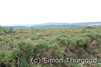 [Overlooking the heathland]