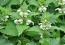 [wdeadnettle1]