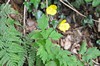 [welshpoppy1]