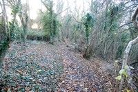 [In the woods at West Sedgemoor reserve, Somerset Levels]