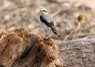 [wheatear05]