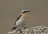 [wheatear11]