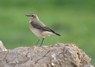 [wheatear12]