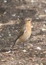 [wheatear4]