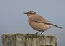 [wheatear5]