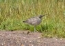 [whimbrel1]