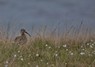 [whimbrel10]