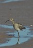 [whimbrel8]