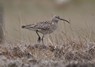 [whimbrel9]