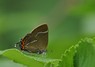 [whiteletterhairstreak2]